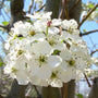 Cleveland Pear Tree Flowers
