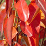 Cleveland Pear Tree Fall Color