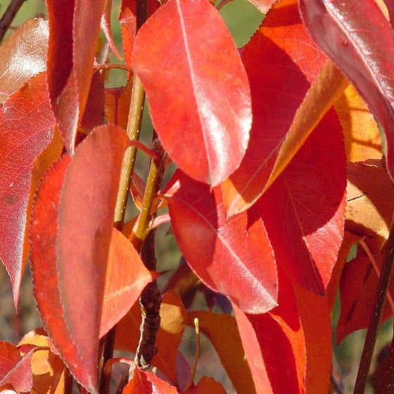 Cleveland Pear Tree Fall Color