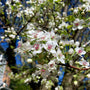 cleveland pear spring blooms