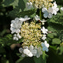 Climbing Hydrangea Flower