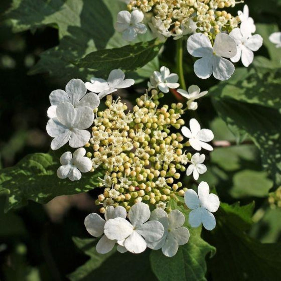 Climbing Hydrangea Flower
