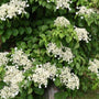 White lacecap flowers on climbing hydrangea vine