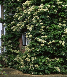 Climbing Hydrangea