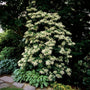 climbing hydrangea vine in full bloom