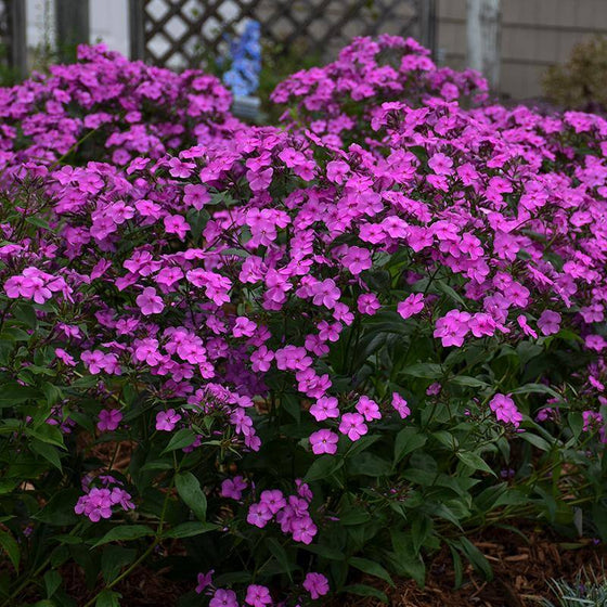 Cloudburst Phlox covered in fragrant lavender-purple flowers with bright pink eyes over broad, glossy dark green foliage