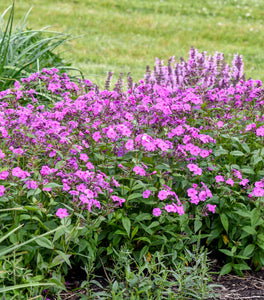 Cloudburst Phlox