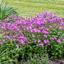 Broad mounding Cloudburst Tall Cushion Phlox flowering nearly to the ground in a sunny perennial border