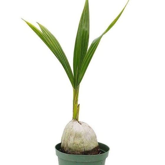 Coconut PalmTrees each contain an actual coconut from which the tree sprouts