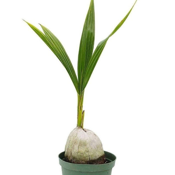coconut palm height Buy Coconut Palm Trees Online