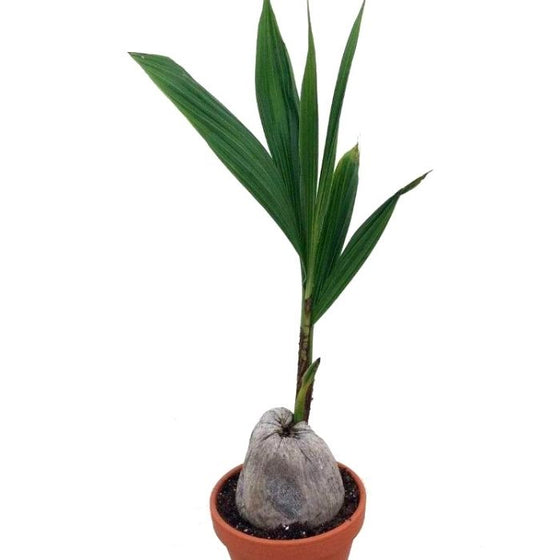 coconut palm in a pot Buy Coconut Palm Trees Online