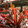 reddish hued foliage on croton mammy plant