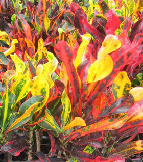 Codiaeum variegatum ‘Mammy’ (Croton Mammy)