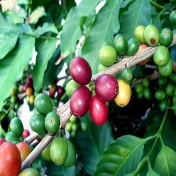 Buy Coffee Plants Online Garden Goods Direct