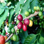 Close-up view of Arabica Coffee Beans showing the bright red color