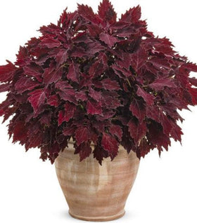 Coleus ColorBlaze Royale Cherry Brandy