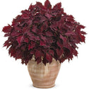 Coleus ColorBlaze Royale Cherry Brandy