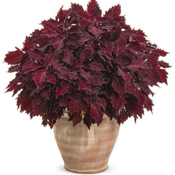 Coleus ColorBlaze Royale Cherry Brandy