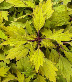 Coleus ColorBlaze Royale Pineapple Brandy