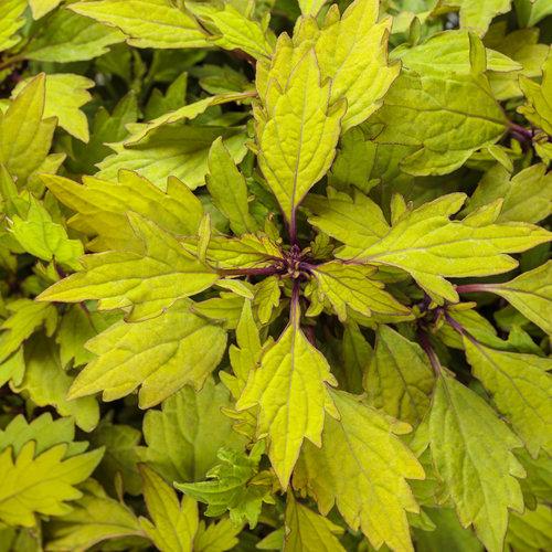 Coleus ColorBlaze Royale Pineapple Brandy leaves