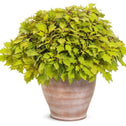 Coleus ColorBlaze Royale Pineapple Brandy in terra cotta pot