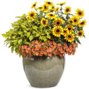 Coleus ColorBlaze Royale Pineapple Brandy in mixed planter