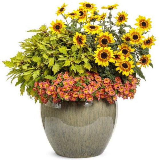 Coleus ColorBlaze Royale Pineapple Brandy in mixed planter