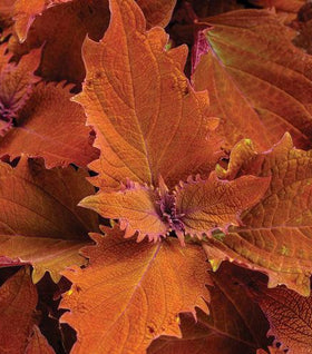 Coleus ColorBlaze Wicked Hot
