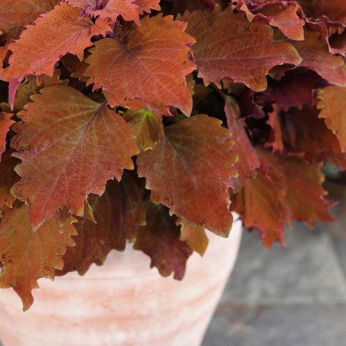 Coleus ColorBlaze Wicked Hot leaves
