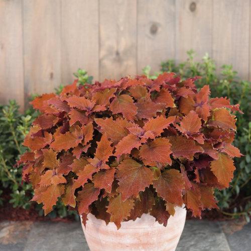 Coleus ColorBlaze Wicked Hot in a planter