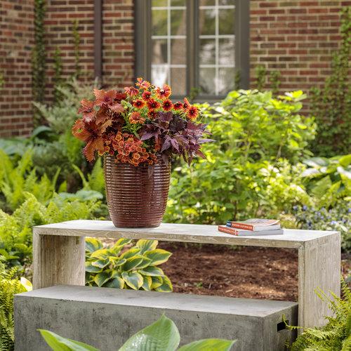 Coleus ColorBlaze Wicked Hot in mixed planter