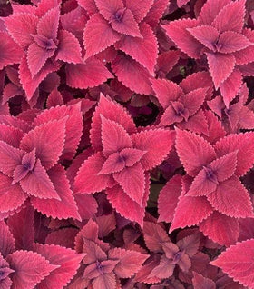 Coleus Red Head Plants