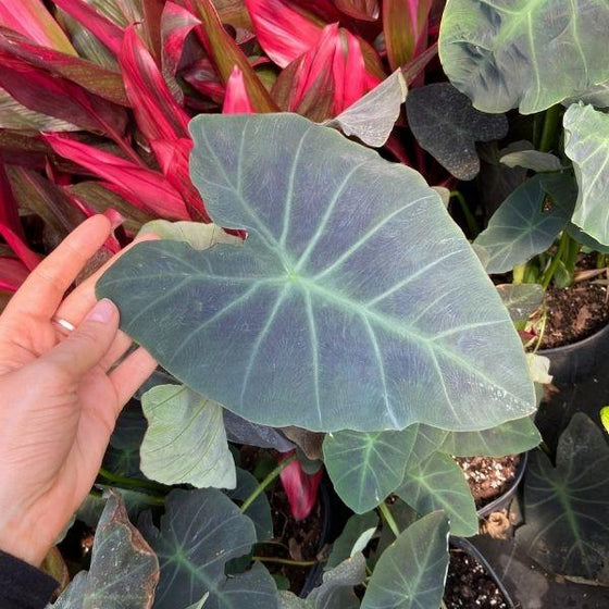Colocasia Black Beauty has black velvety leaves