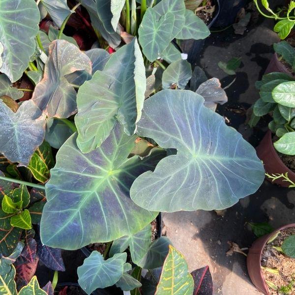 elephant ear plant black beauty Colocasia Black Beauty