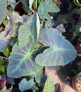 Colocasia Black Beauty
