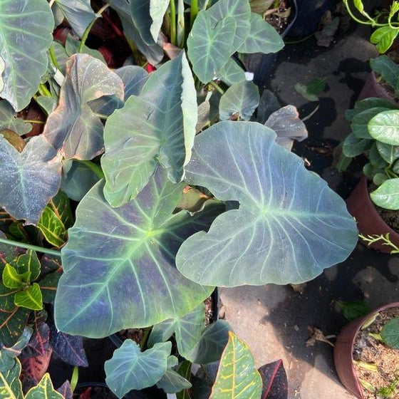 colocasia black beauty has giant leaves shaped like elephant ears