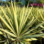 color guard yucca has green and yellow striped foliage