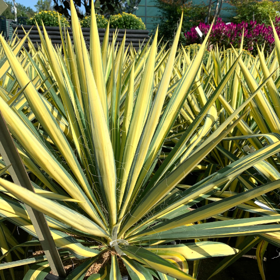 color guard yucca has green and yellow striped foliage