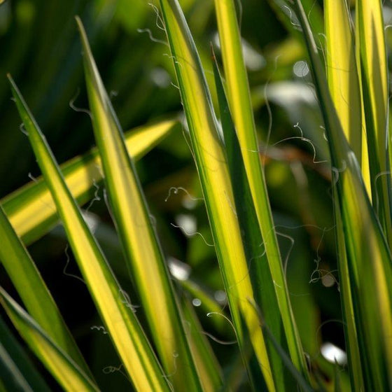 close look at the yellow and green foliage on Color Guard Yucca