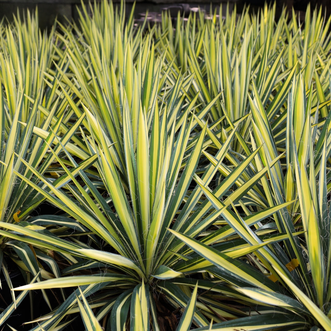 can a yucca plant be split Color Guard Yucca for Sale
