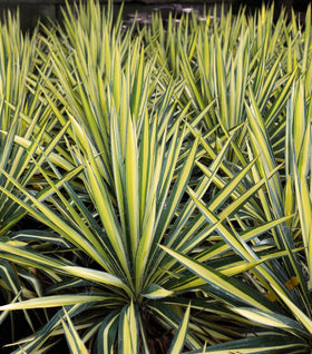 Color Guard Yucca