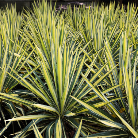color-guard-yucca-