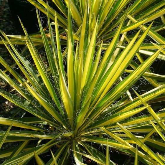 Slightly arching, sword-shaped, striped leaves of creamy-white against dark green