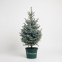 A small blue spruce tree in a dark green nursery pot with the 'Garden Goods' logo, photographed against a seamless white studio background.