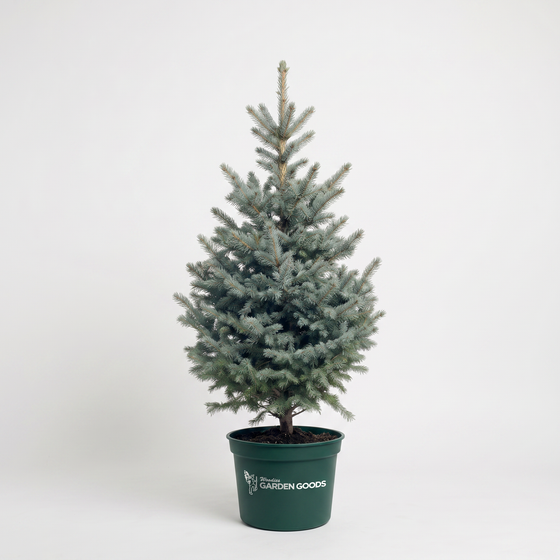 A small blue spruce tree in a dark green nursery pot with the 'Garden Goods' logo, photographed against a seamless white studio background.