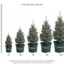 A size chart for Colorado Blue Spruce potted trees showing five different tree heights from 1ft to 5-6ft, with corresponding green pots and a vertical feet measurement scale on a white background.