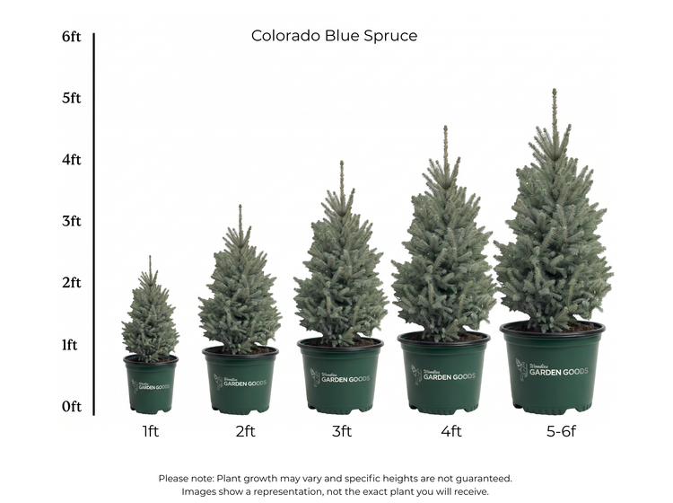 A size chart for Colorado Blue Spruce potted trees showing five different tree heights from 1ft to 5-6ft, with corresponding green pots and a vertical feet measurement scale on a white background.