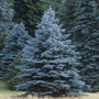 established Colorado Blue Spruce Trees