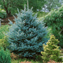 Colorado Blue Spruce tree surrounded by green and yellow evergreens