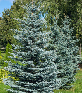 Colorado Blue Spruce